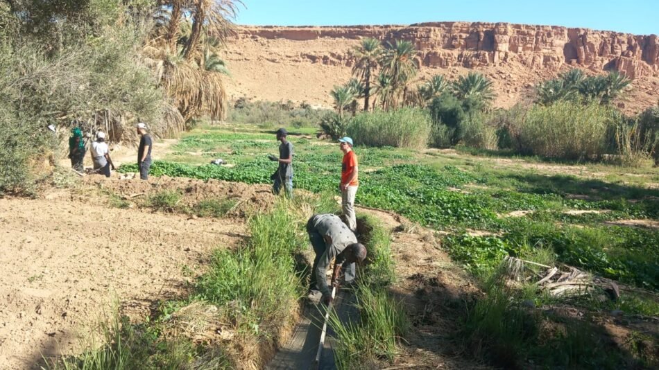 Randonnée entre palmeraie et ksours